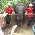 20090417 Half Day Safari - Elephant  49 of 104 